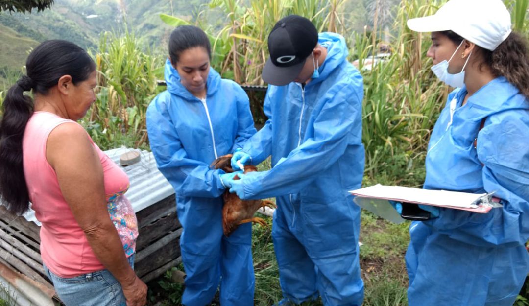 Enfermedades de aves: Ibagué es ejemplo para prevenir enfermedad del Newcastle en aves