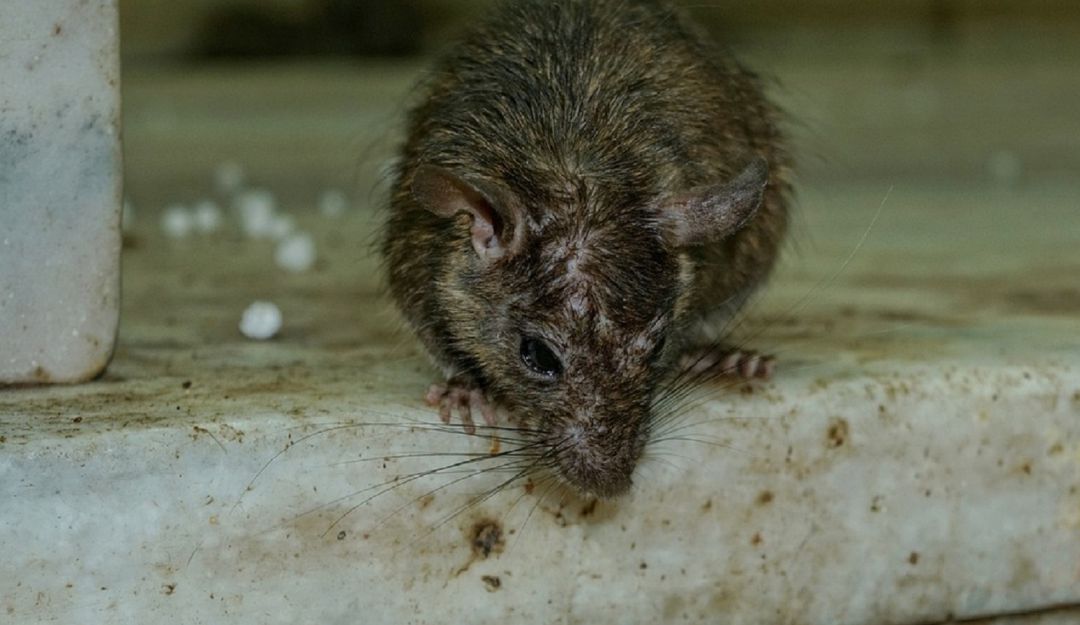 Comidas de fin de año en otras partes del mundo: Ratas y otras tradiciones exóticas para recibir el Año Nuevo en el mundo