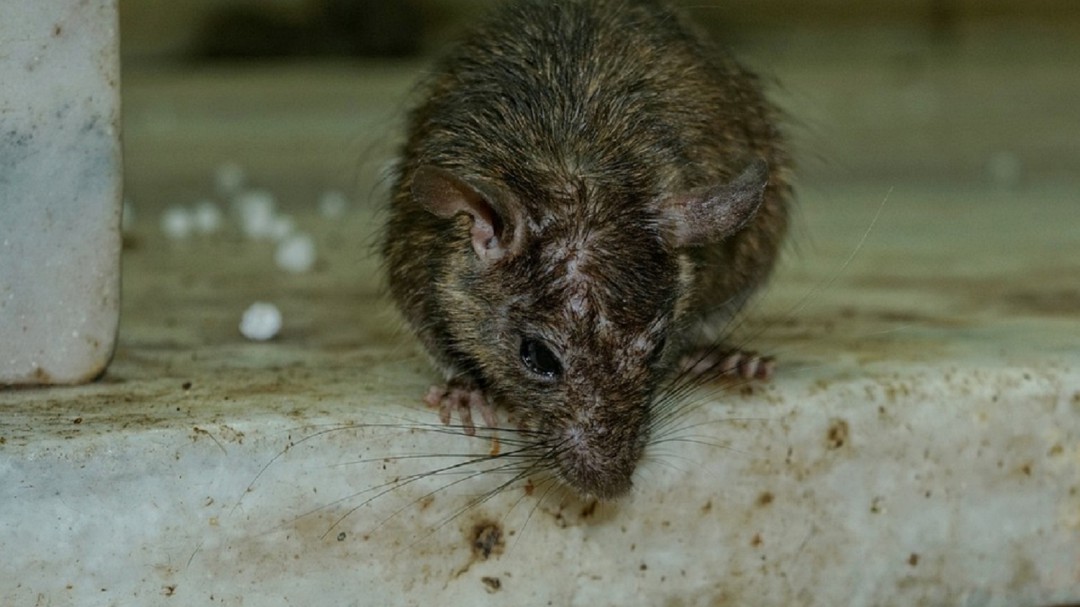 Ratas y otras tradiciones exóticas para recibir el Año Nuevo en el mundo