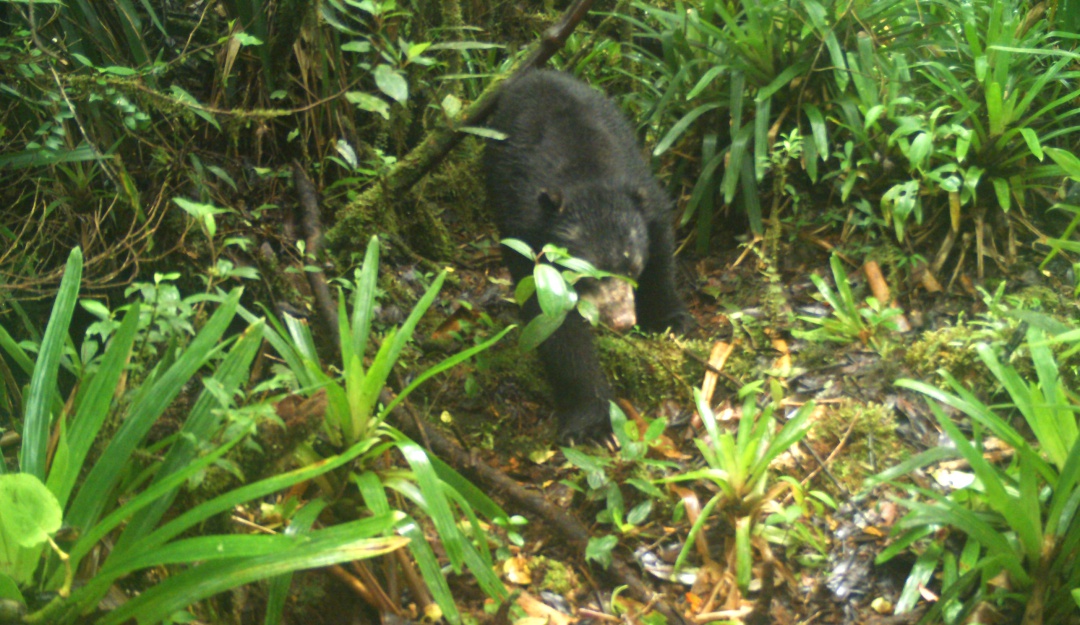 Oso de anteojos Colombia: Enternecedor video de oso de anteojos en Páramo de Miraflores