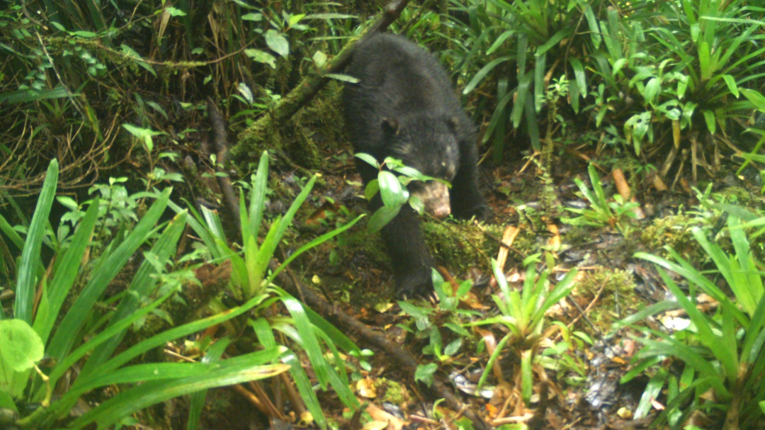 Enternecedor video de oso de anteojos en Páramo de Miraflores