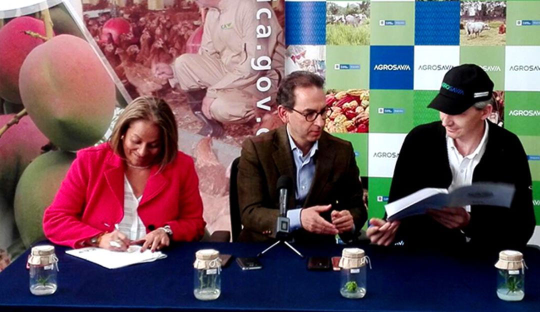 ICA Agrosavia: ICA y Agrosavía firmaron convenio para fortalecer competitividad campesina
