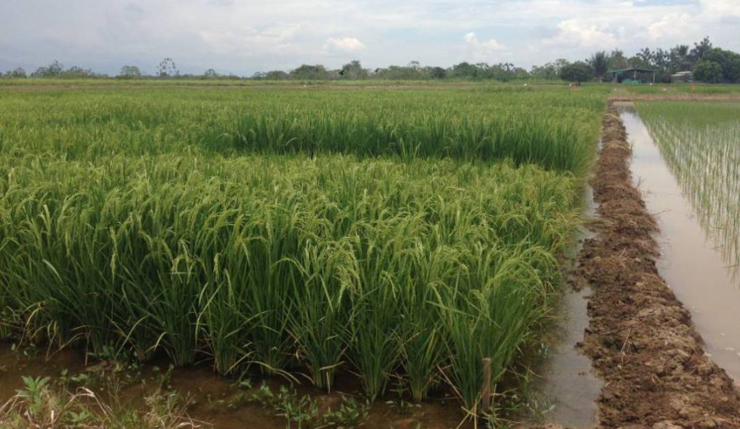 Fertilizantes en Tolima: Valor de agroinsumos aumenta sin freno: arroceros del Tolima