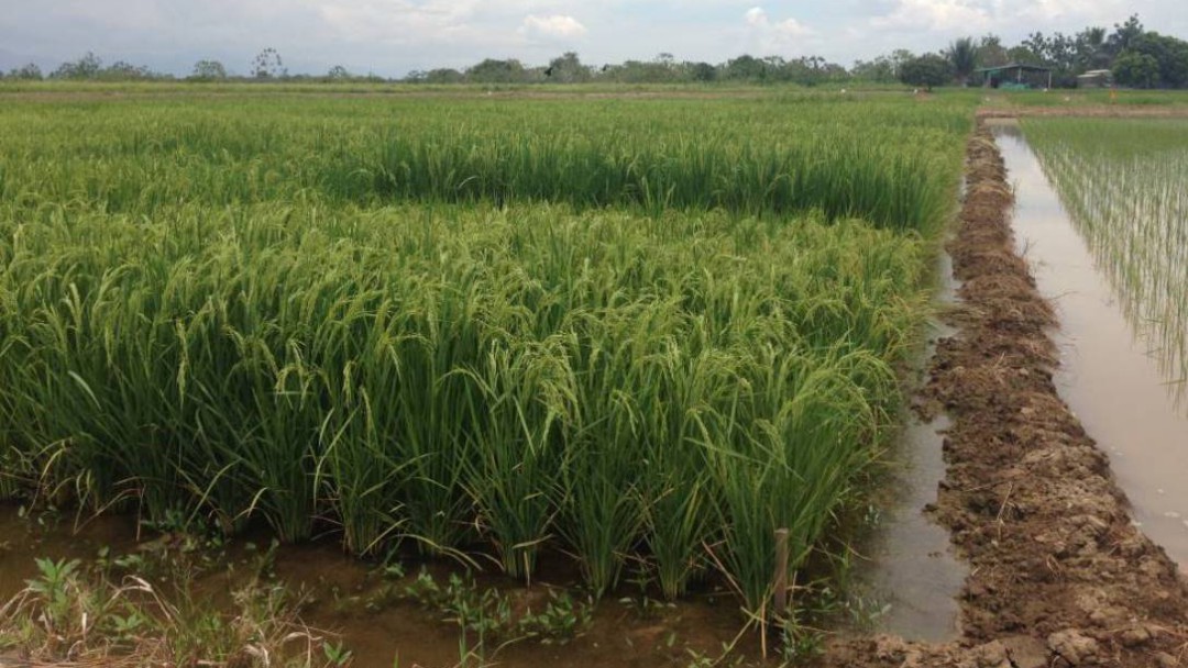 Valor de agroinsumos aumenta sin freno: arroceros del Tolima