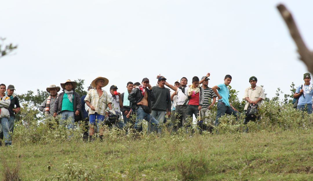 Sustitución de Cultivos Ilícitos: Gobierno mantendrá pagos a campesinos vinculados en Sustitución de Cultivos