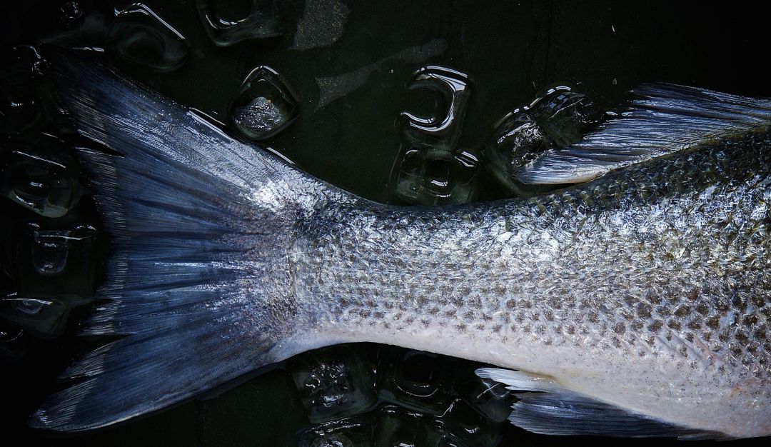 Pescado Brasil Río de Janeiro: Pez al que bañan dos veces al mes se come en las mejores cocinas de Brasil