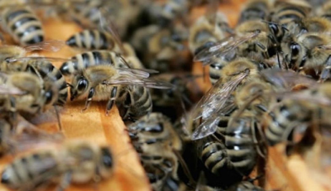 UNA FAMILIA FUE ATACADA POR ABEJAS: Una familia fue atacada por un enjambre de abejas en Piedecuesta