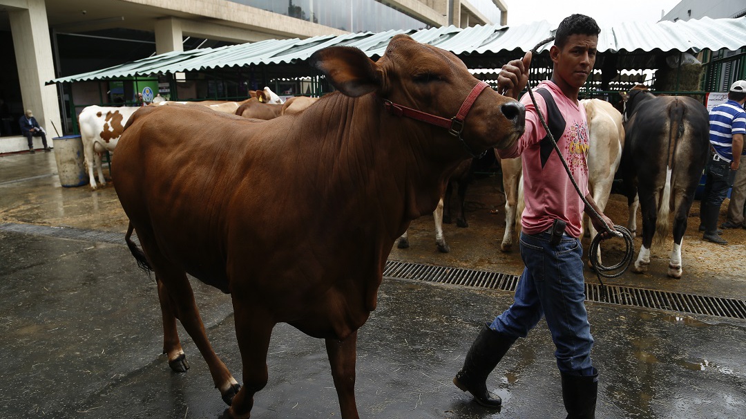 Empieza a disminuir producción de leche en la Costa: Asoganorte