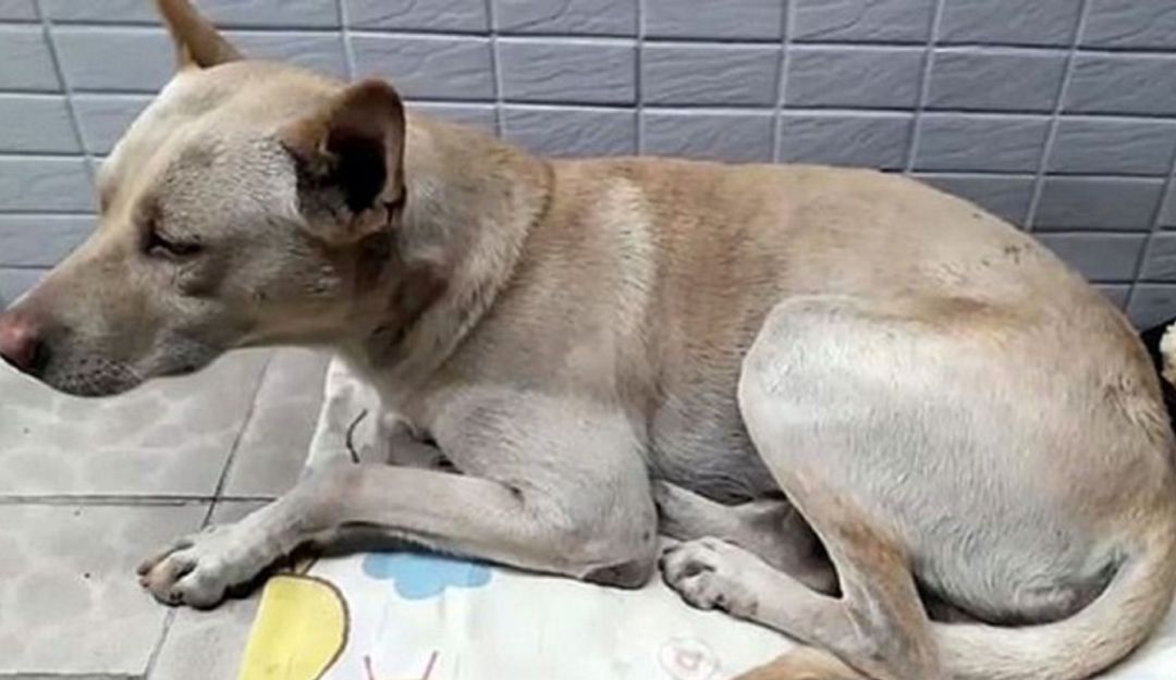 Perro esperó por más de 6 meses a su amo, sin entender que fue abandonado