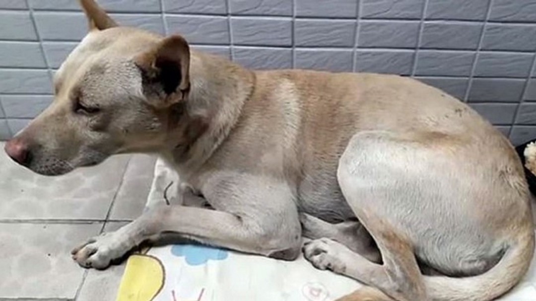 Perro esperó por más de 6 meses a su amo, sin entender que fue abandonado