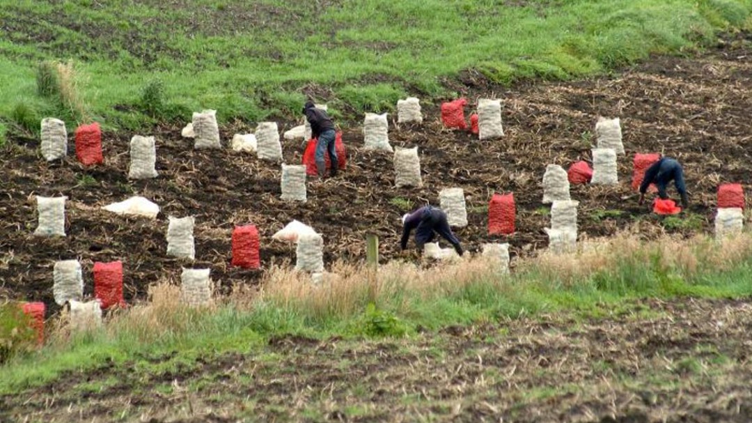 Se despejan las nubes en la producción de papa en Colombia