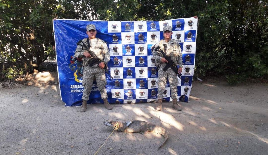 Armada Nacional rescata más de 100 babillas en San Estanislao Bolívar: Armada Nacional rescata más de 100 babillas en San Estanislao Bolívar