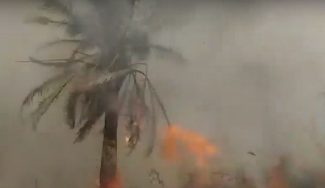 incendio forestal acaba con cultivos de palma: Incendio acaba con cultivos de palma en Puerto Wilches, Santander