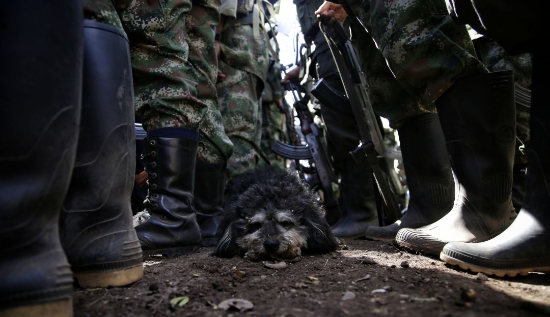 Disidentes FARC: En combates muere disidente de las Farc en Puerto Rondón, Arauca