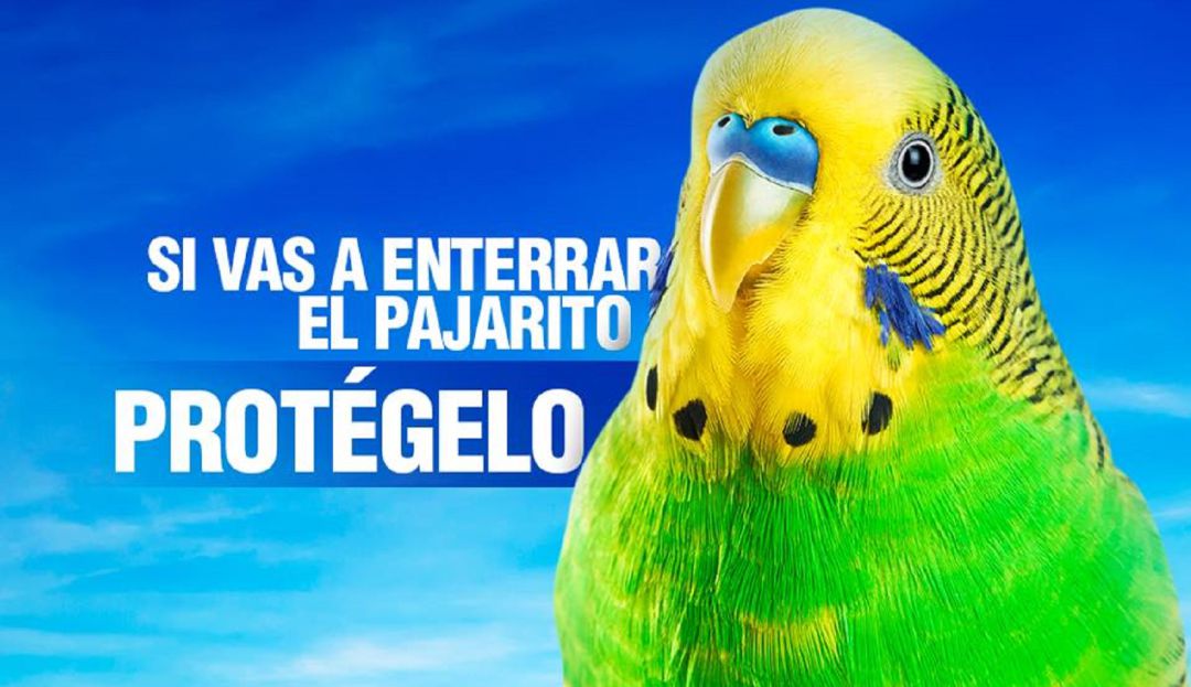 Chimuelo: La nueva cara de marca de condones