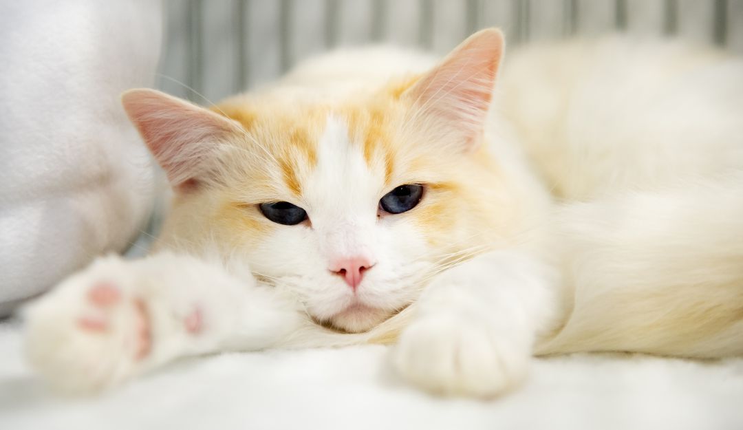 Con solo un gesto gato impide que su dueña compre con tarjeta de crédito