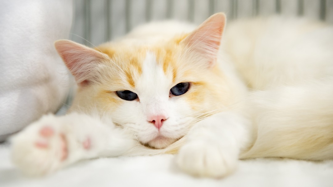 Con solo un gesto gato impide a su dueña comprar con tarjeta de crédito