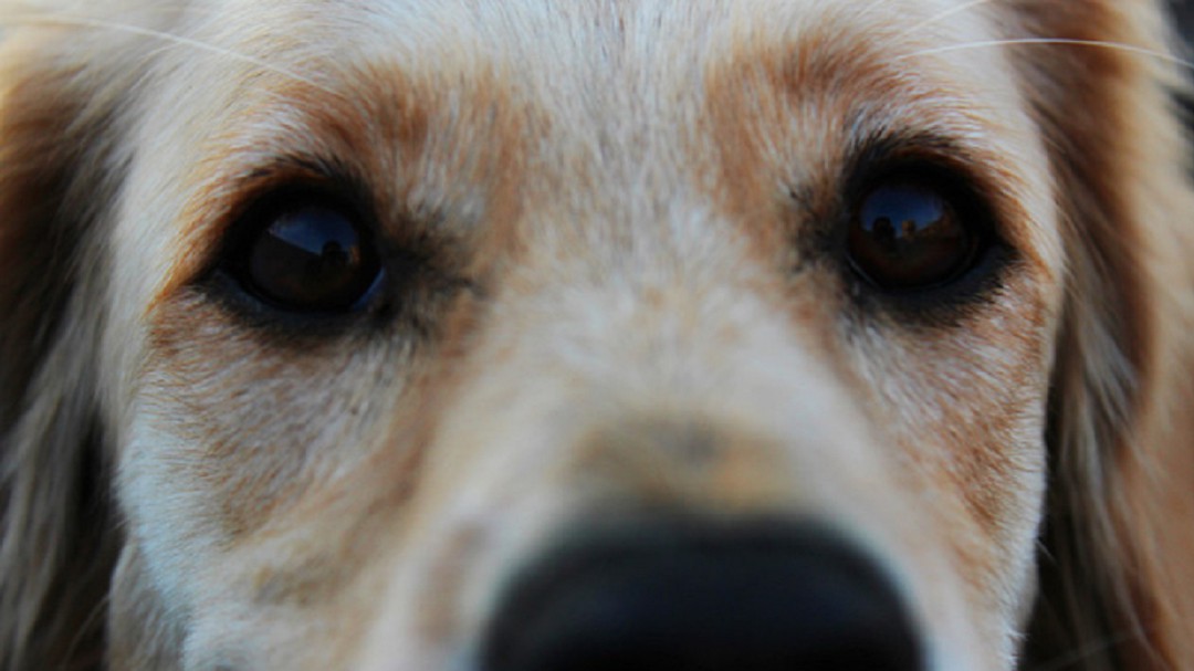 Perro espera a su amo en las puertas del hospital hasta el final