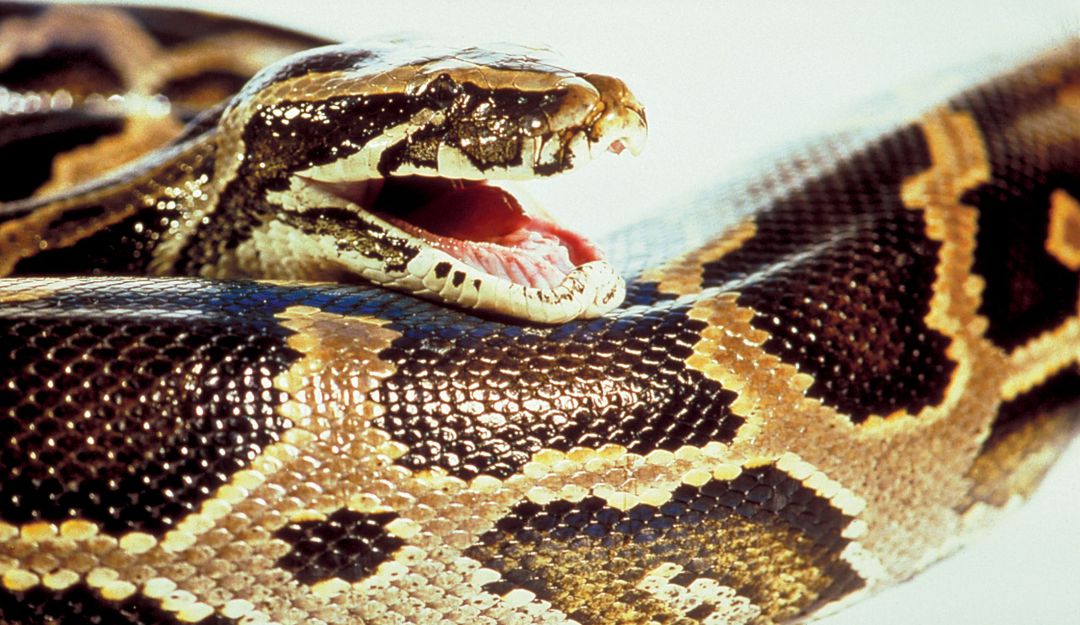 Serpiente fue encontrada con más de 500 garrapatas en su cuerpo