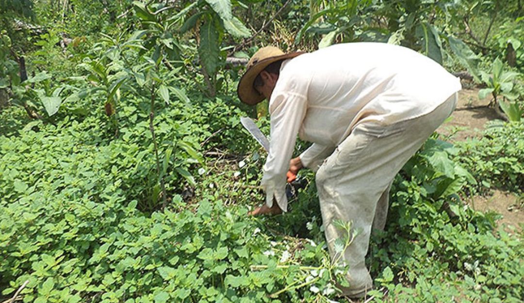 Prestamos agiotistas: Los ‘gota a gota’ también afectan a los campesinos en el Caribe