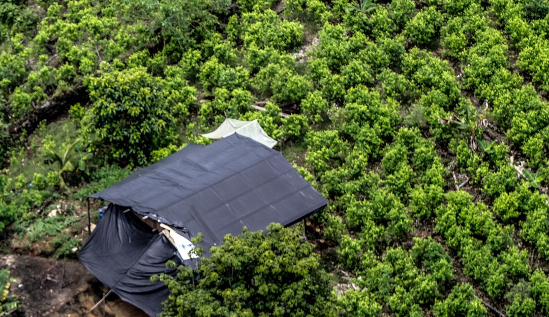 Cultivos de Coca: Mindefensa: Este martes se reinicia la erradicación forzosa
