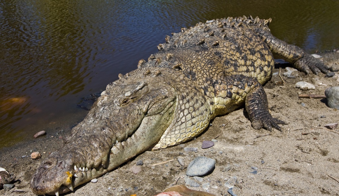 Caiman en las playas del Tayrona: Aparición de Caimán Aguja en el Tayrona causó sensación y en algunos pánico
