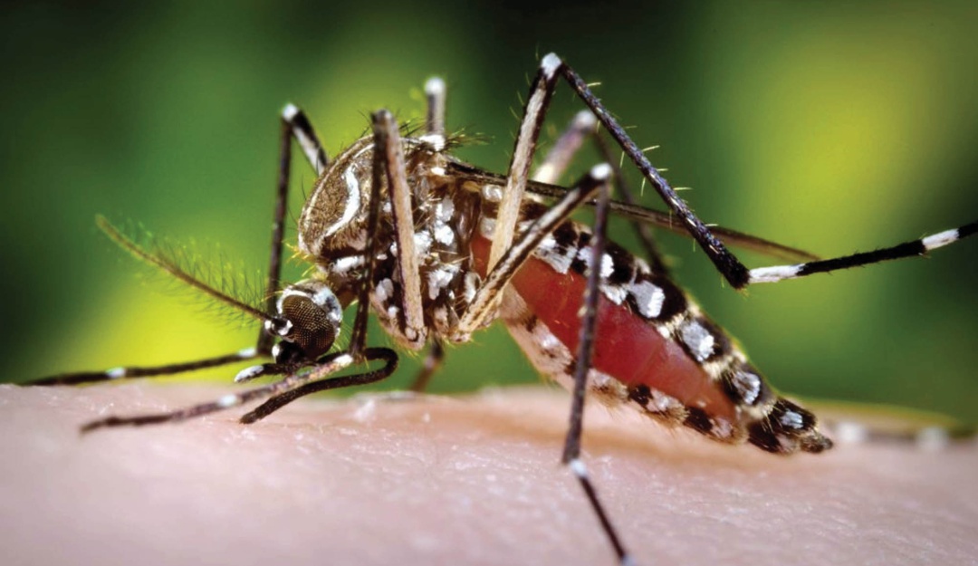Epidemia en Córdoba: En Córdoba se alistan medidas para atender brote de Dengue y Malaria