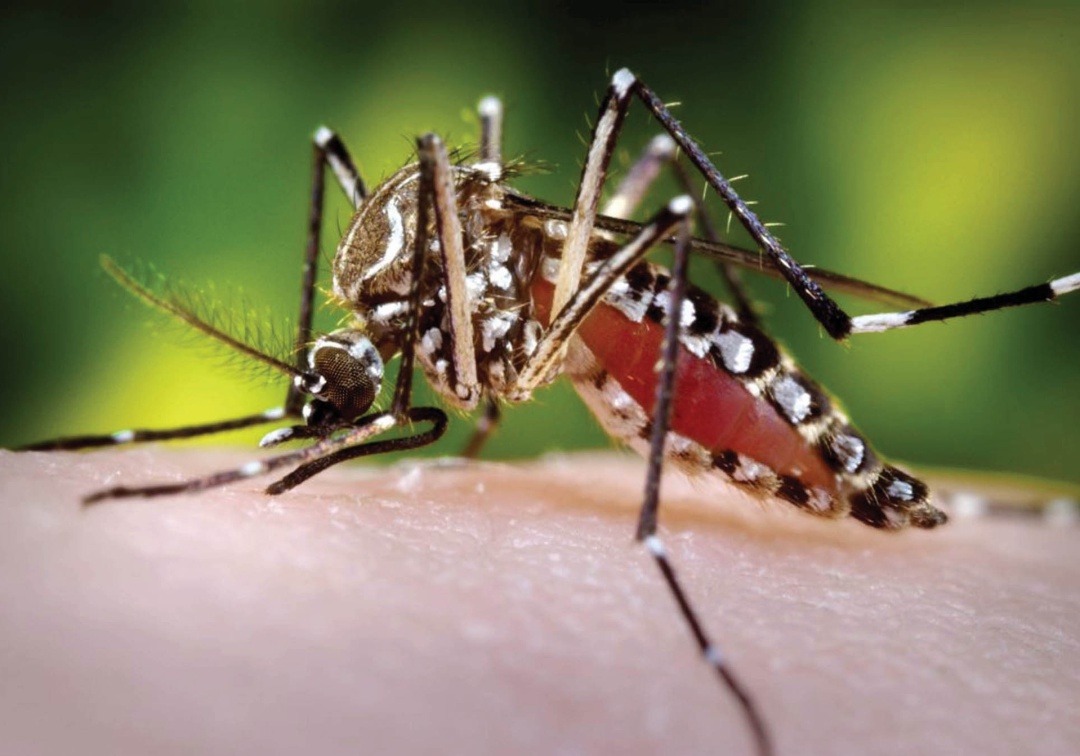 En Córdoba se alistan medidas para atender brote de Dengue y Malaria