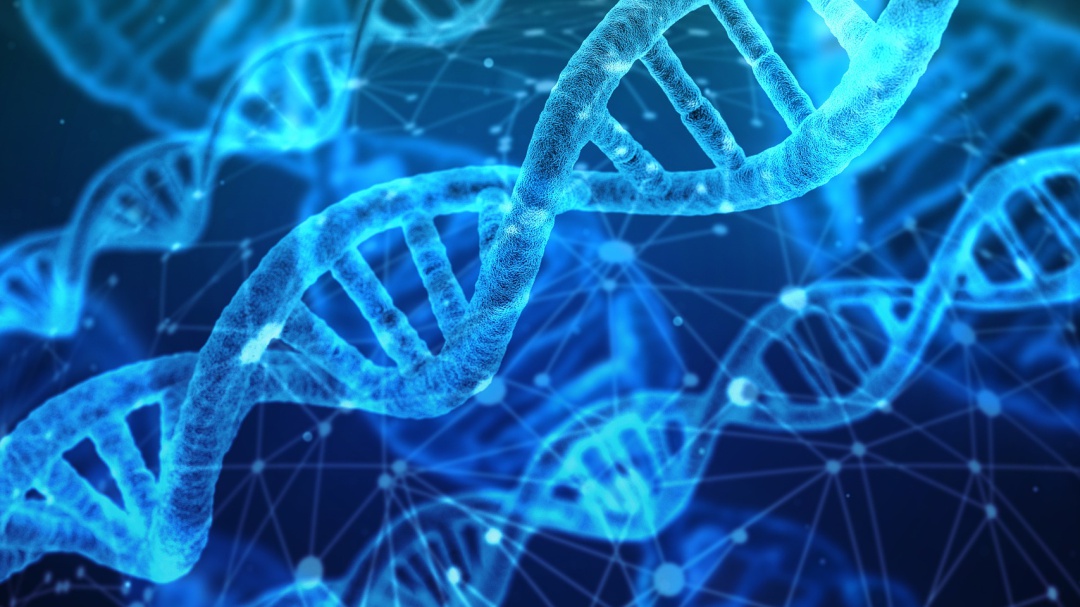 ¿Otra especie de homínidos? Con Inteligencia Artificial se confirma