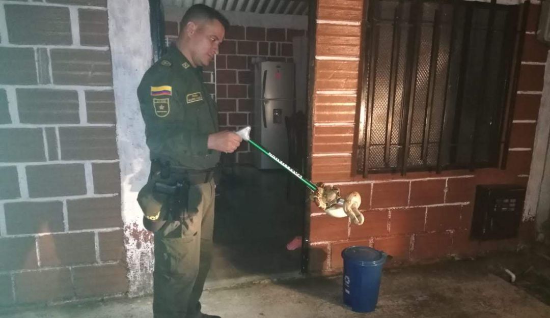 Serpiente, Victoria Calda, vivienda: Serpiente boa constrictor se metió a una vivienda en Victoria Caldas