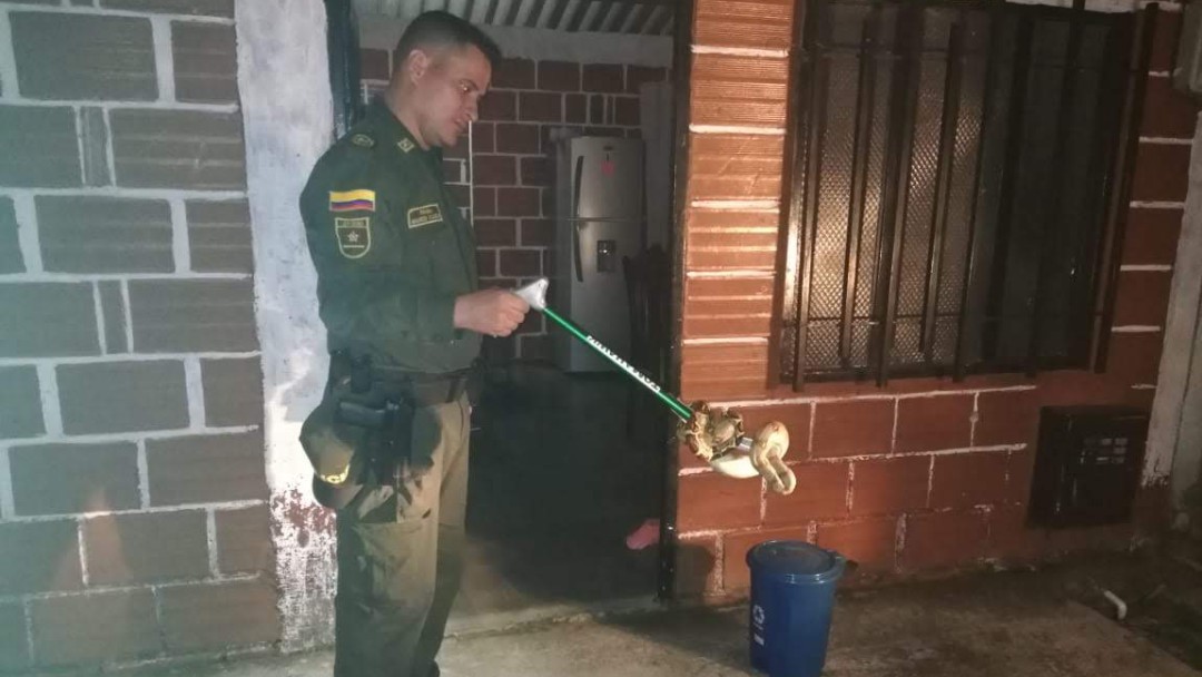 Serpiente boa constrictor se metió a una vivienda en Victoria Caldas