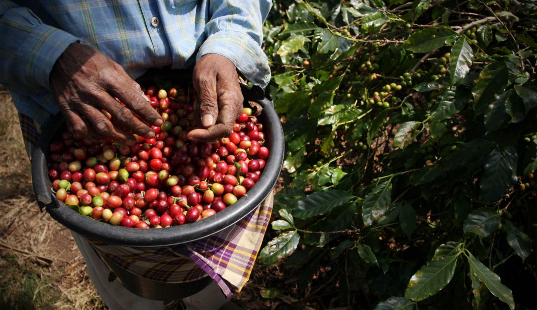 Cafe en peligro de extinción: El café está en peligro de extinción