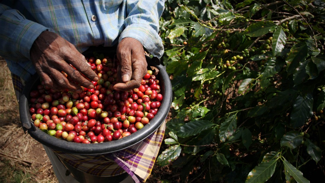 El café está en peligro de extinción