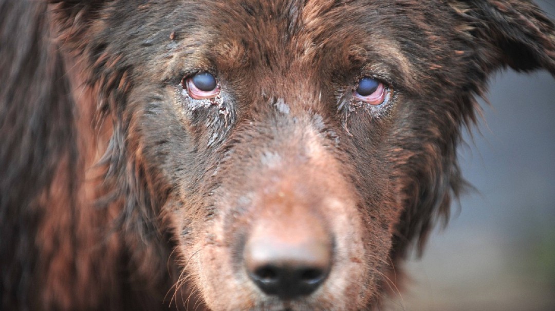 Hombre envenenó a dos perros para que ya no defecaran en la calle