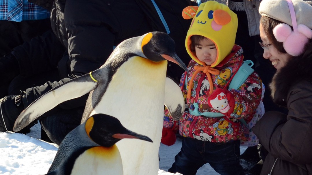 Apadrine pingüinos, salve a la especie y súmese al reto contra el cáncer