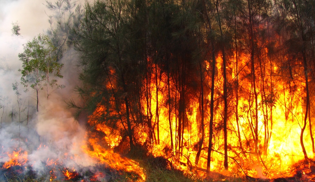 Incendios forestales