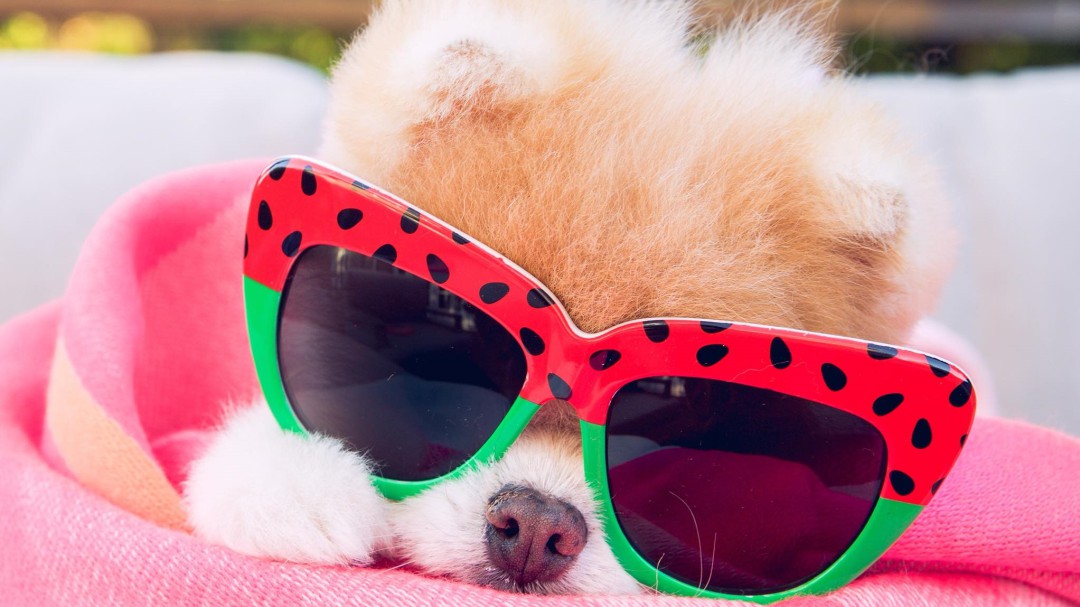 Muere el famoso perrito de Instagram Boo