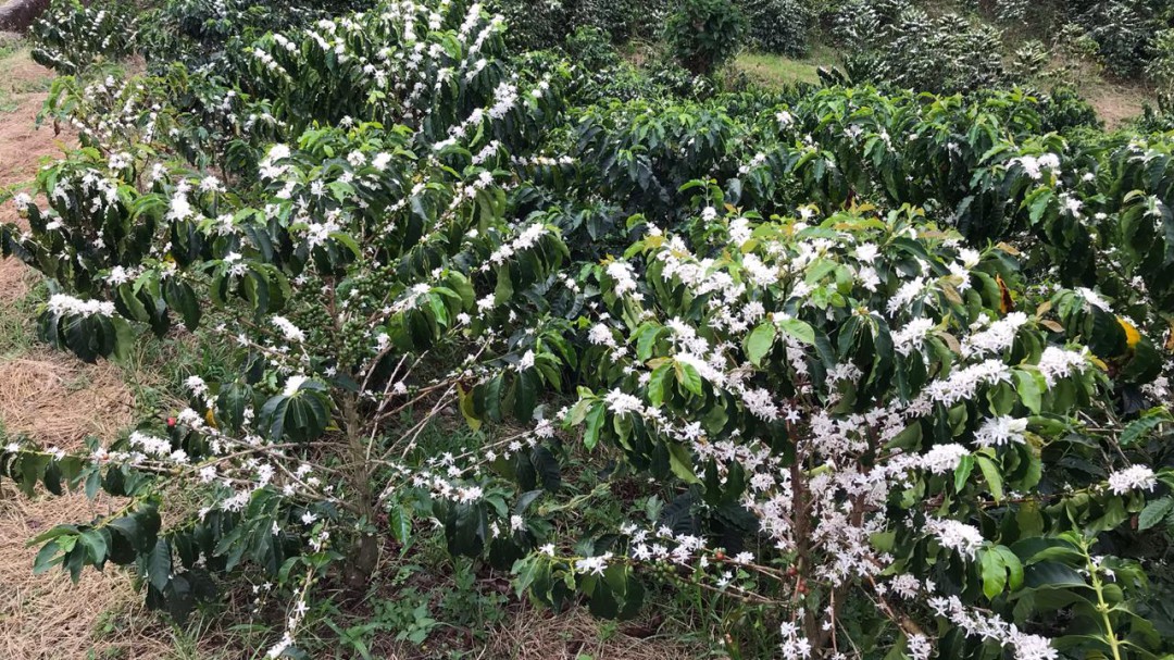 Cafeteros de Caldas ponen sus esperanzas en la floración