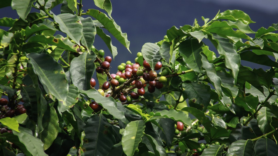Rompimiento de negociaciones con el ELN impactaría a los cafeteros