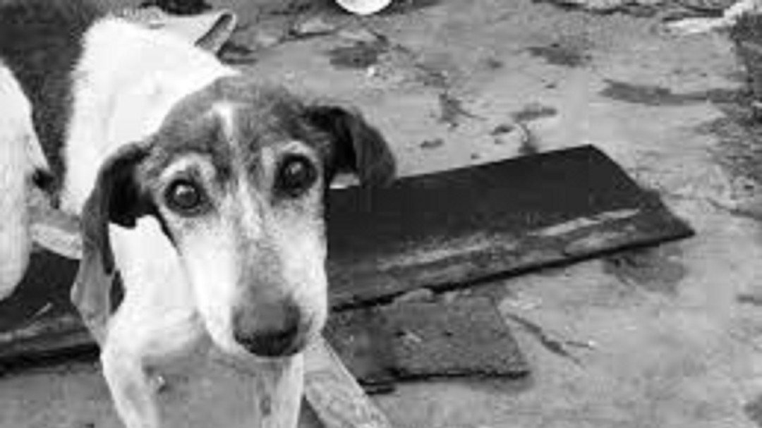 Atropelló intencionalmente a un perro y quedó filmado