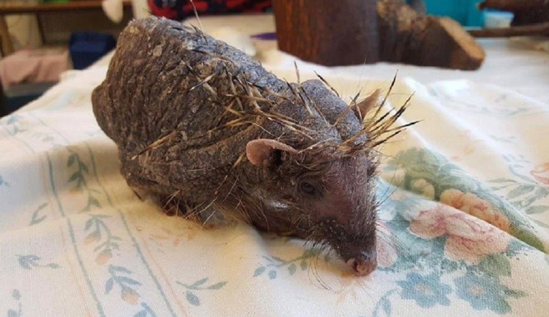 Fauna enfermedades animales: La triste historia de ‘Bear’, el erizo que perdió sus púas por estrés