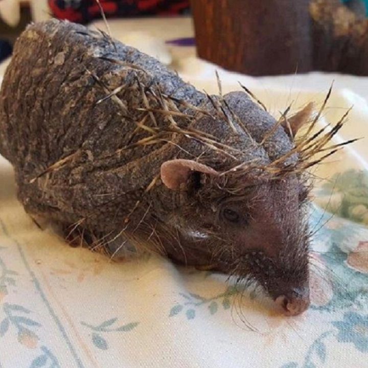 La triste historia de ‘Bear’ el erizo que perdió sus púas por estrés