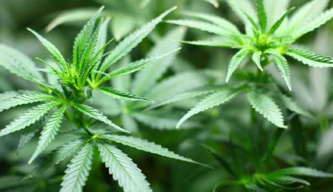 Empresa en el Valle de Cannabis Medicinal: Canadienses invertirán en el Valle para producir Cannabis Medicinal