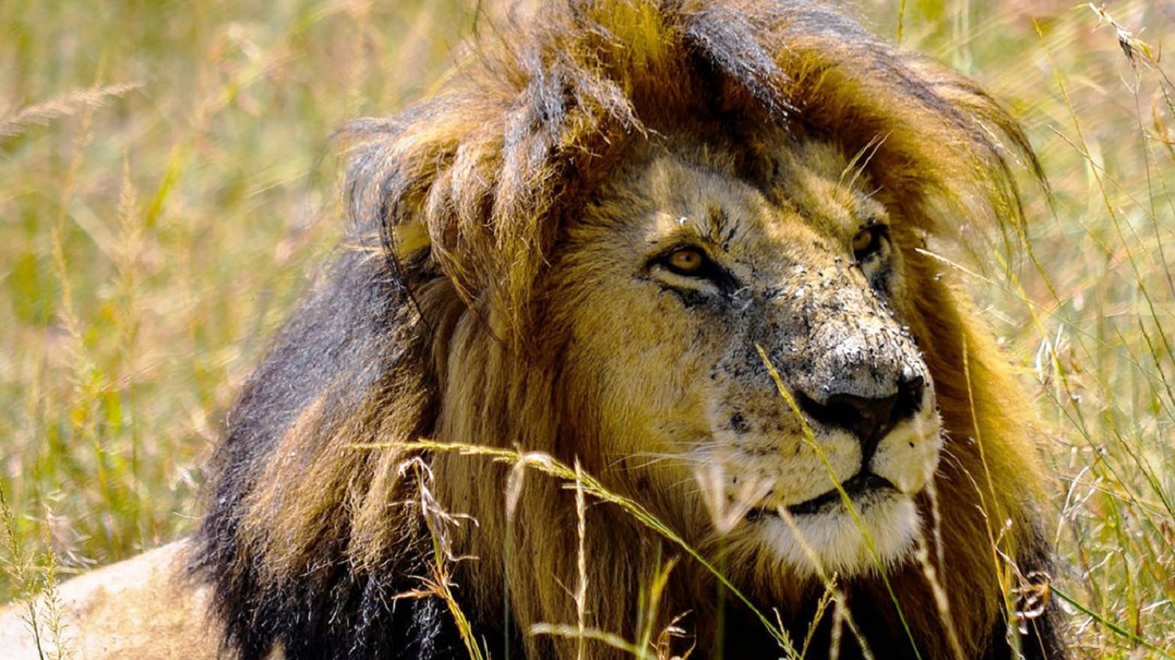 Turistas grabaron cómo un león se comía a un hombre