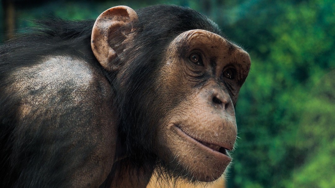 ¡Increíble! Graban chimpancé barriendo su propia jaula