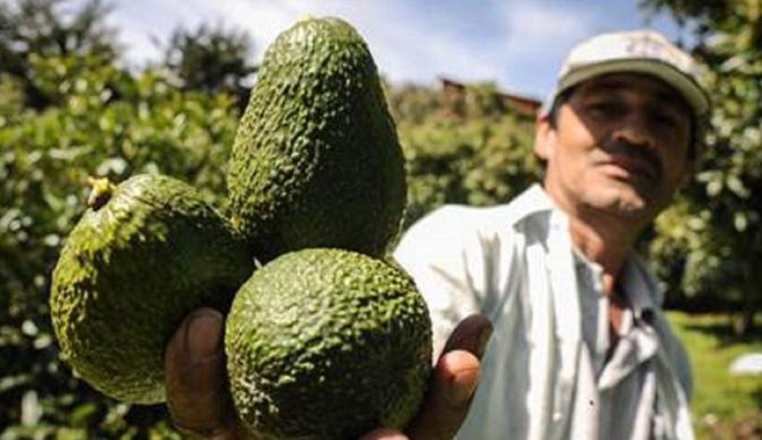 Super Bowl consumira aguacate hass del Valle: Aguacate Hass del Valle, serán consumidos en el Super Bowl en EE.UU.