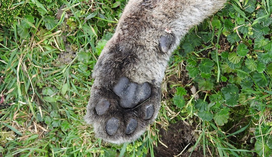 Puma muerto en Tolima: Hallan un puma muerto en Villahermosa en el Tolima