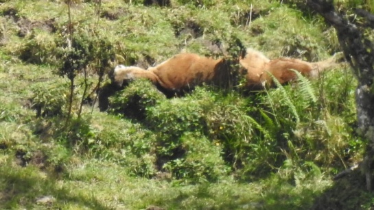 Puma muerto en Tolima: Hallan un puma muerto en Villahermosa en el Tolima Puma muerto en Tolima: Hallan un puma muerto en Villahermosa en el Tolima