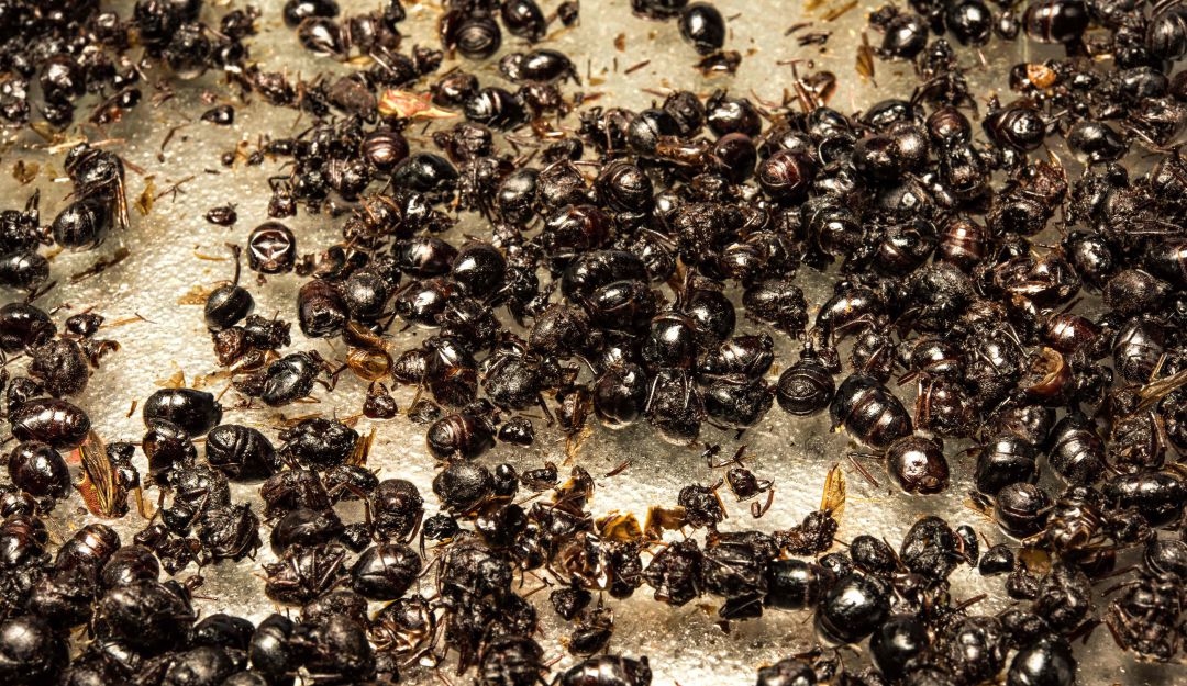 ¡Increíble! Las hormigas la salvaron de ser violada.