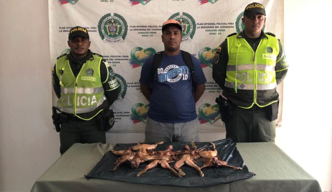 Hombre pretendía comercializar iguanas para el consumo humano: Hombre pretendía comercializar iguanas para el consumo humano